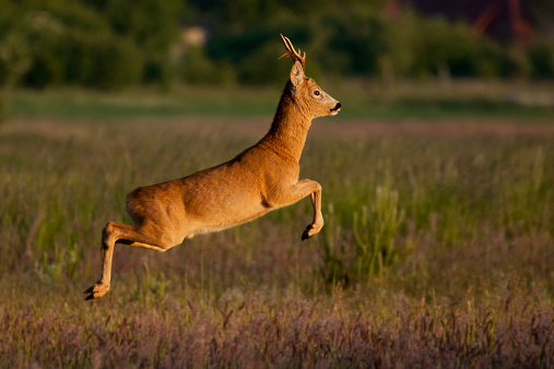 Roe deer jumps into the air