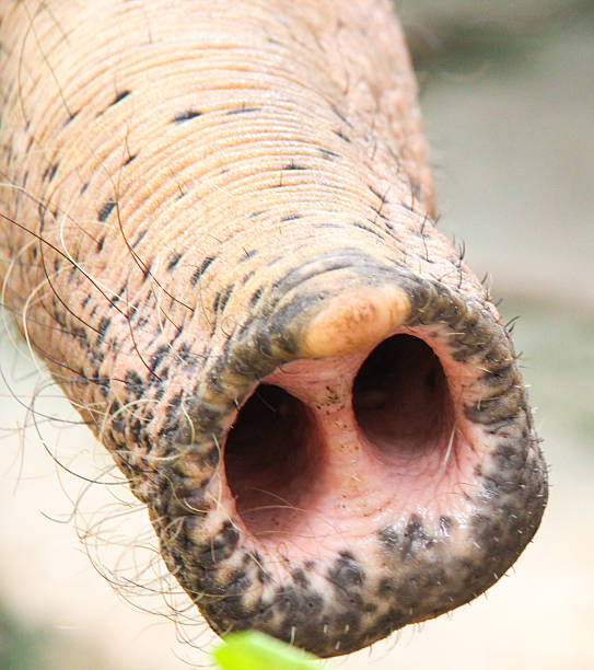 istock Nose of elephant 515582569