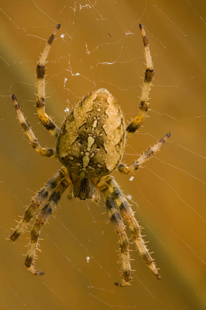istock Araneus diadematus 515583087