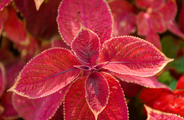 istock Top leafs of Coleus 515584539