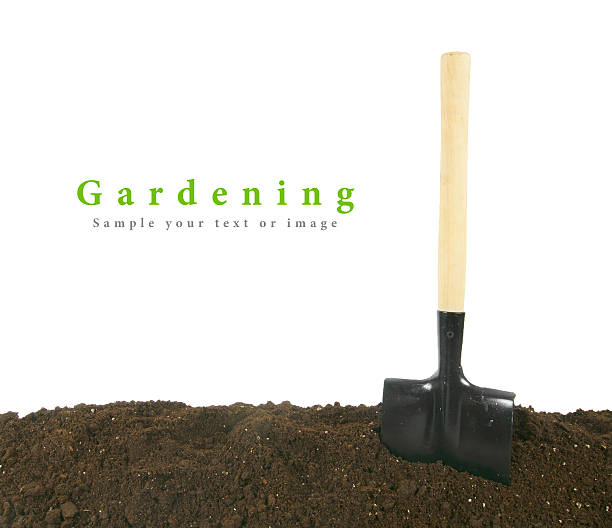 istock Gardening. A shovel in earth. 515585223