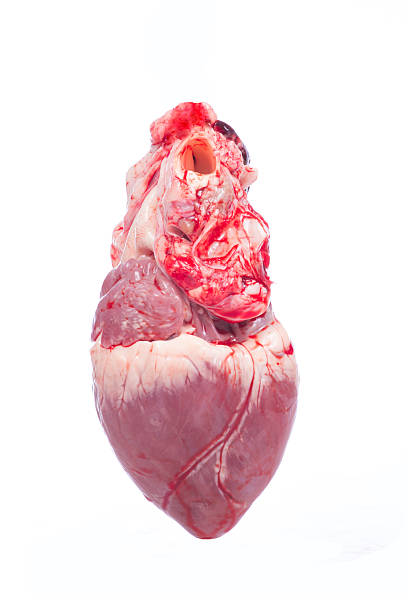 istock pig heart. Close up on white background 515585317