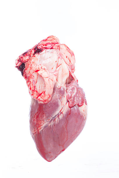 istock pig heart. Close up on white background 515585363