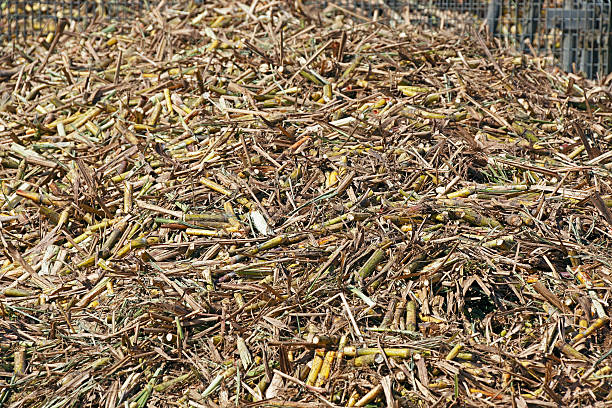 Close-up of a railway cane bin full of harvested sugar cane stalks waiting to be crushed and processed at the local mill.  Horizontal.