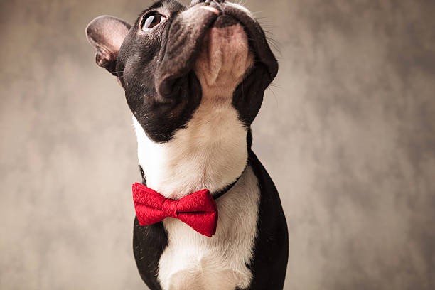 istock french bulldog wearing a red bowtie looking up 515592088