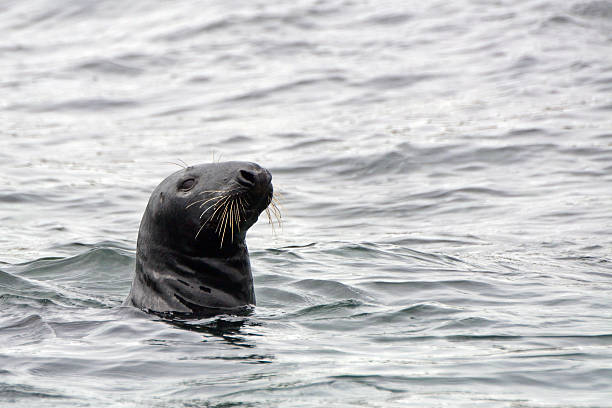 istock Grey seal, Farne Islands Nature Reserve, England 515592102