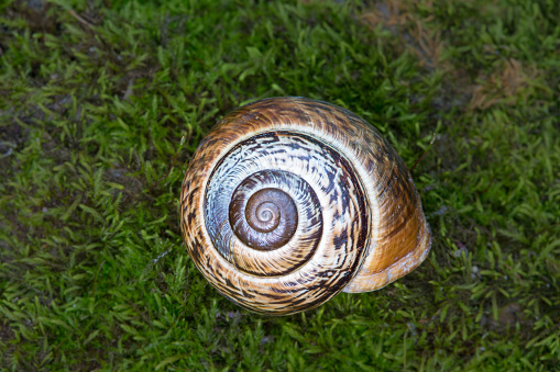 Snail on the rock, macro shot
