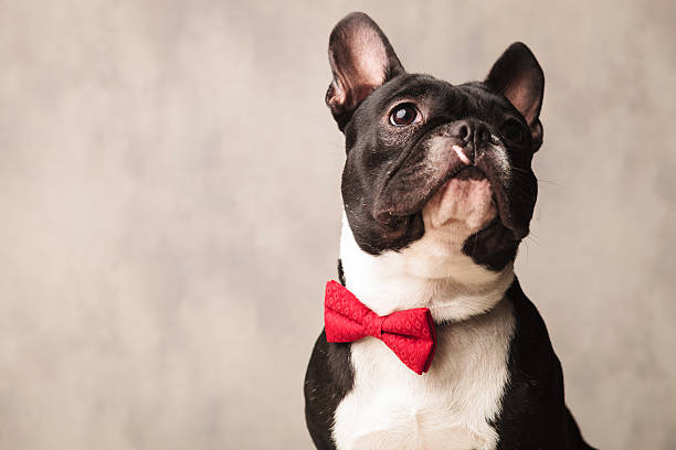 french bulldog wearing a red bowtie while posing looking up cute close portrait black and white french bulldog wearing a red bowtie while posing looking up bow tie stock pictures, royalty-free photos & images