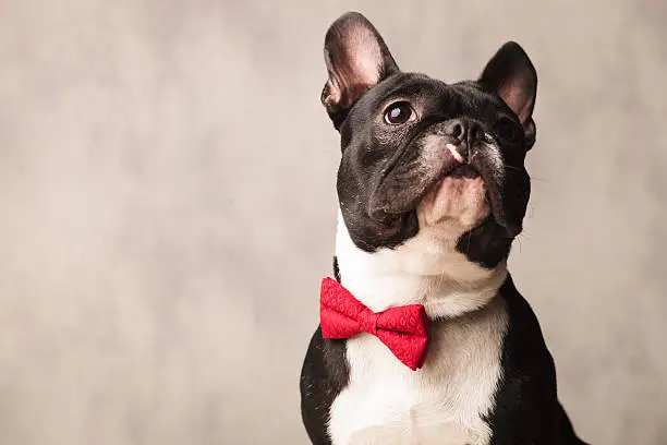 cute close portrait black and white french bulldog wearing a red bowtie while posing looking up