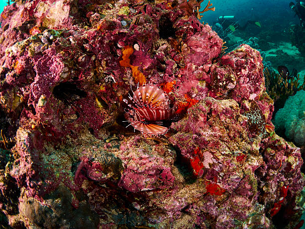 istock Spotfin Lion and reef coral 515592458