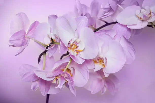 Photo of Beautiful background of Phalaenopsis orchid flowers.