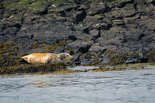 istock Grey seal, Farne Islands Nature Reserve, England 515594118