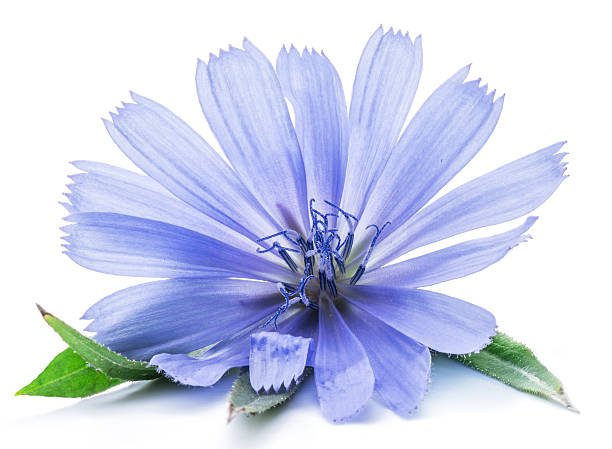 chicória comum cichorium intybus-flor. - uncultivated flower chicory cornflower - fotografias e filmes do acervo
