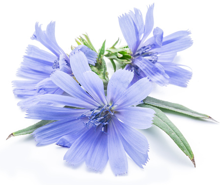 Cichorium intybus - common chicory flowers isolated on the white background.