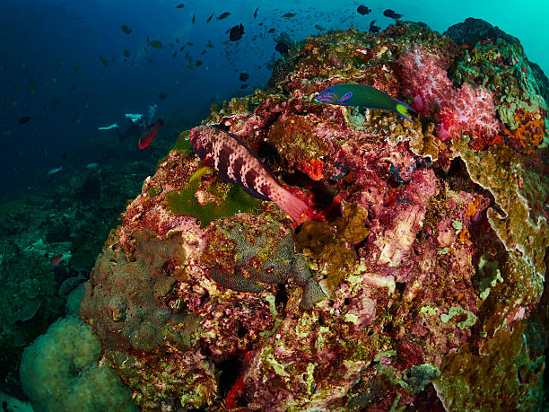 istock Bluemoon Parrotfish and Crescent Wrasse 515594506