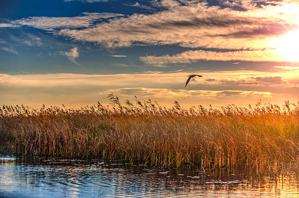 A beautiful sunset/dusk in the Danube Delta, Romania