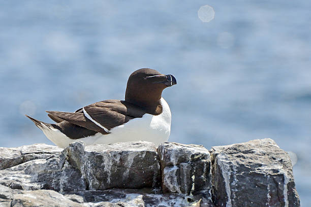 istock Razorbill, Farne Islands Nature Reserve, England 515595648