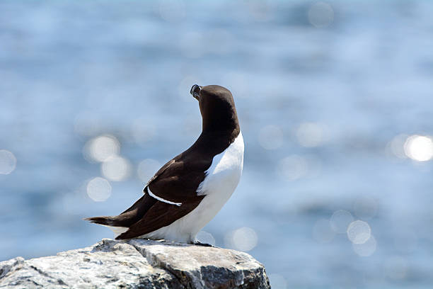 istock Razorbill, Farne Islands Nature Reserve, England 515596492