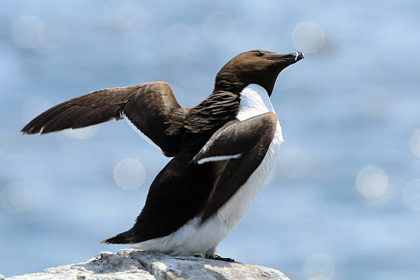 istock Razorbill, Farne Islands Nature Reserve, England 515596690