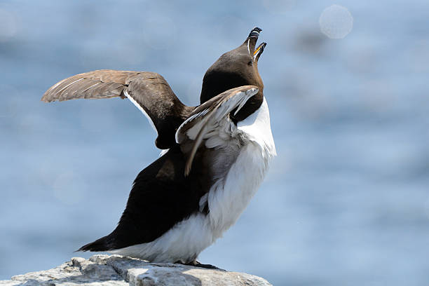 istock Razorbill, Farne Islands Nature Reserve, England 515596846