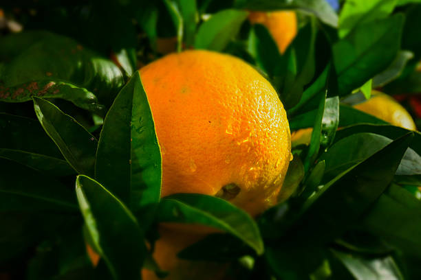 macro picture of orange tree