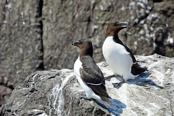 istock Razorbills, Farne Islands Nature Reserve, England 515597752