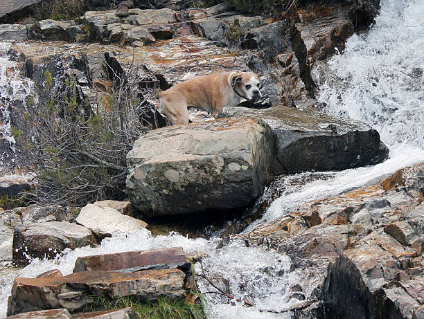 dog playing in the water