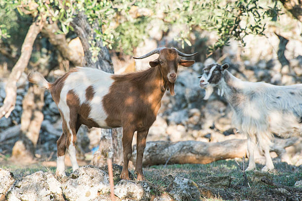 istock Tame goats among the olive trees 515599148