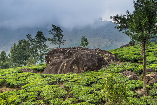 In India, one of Munnar's tea plantations. The Western Ghats mountains are visible in the background.