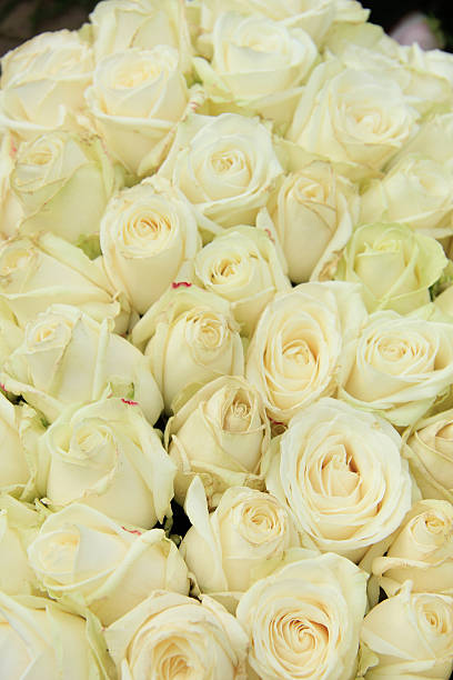 istock White roses in a wedding arrangement 515600788