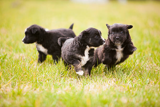 cute black puppies playing outdoor