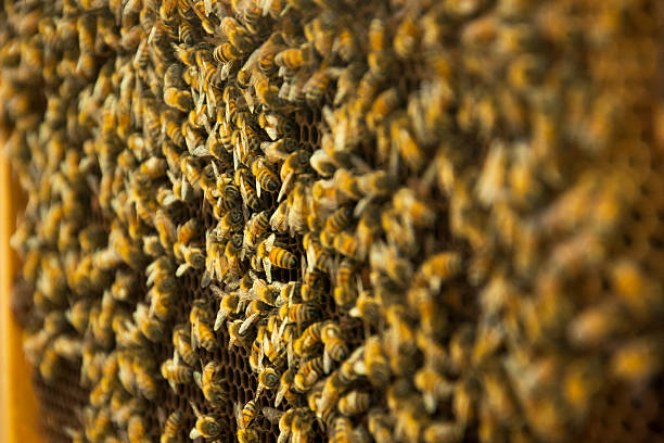 istock Bees swarming on a honeycomb with depth of field 515601342