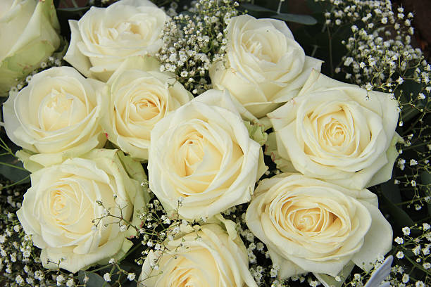istock White roses in bridal bouquet 515601628