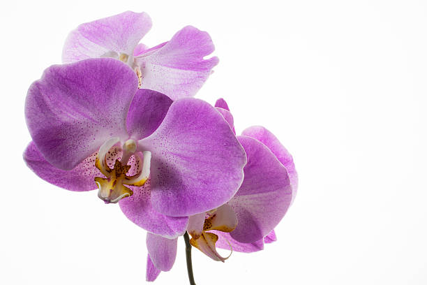 istock Fresh phalaenopsis orchids branch on white background 515602106