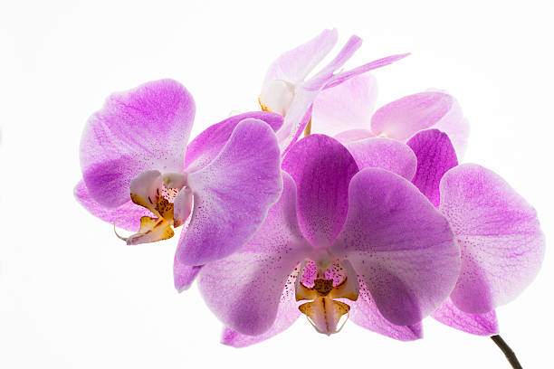 istock Fresh pink orchids branch on white background 515602246