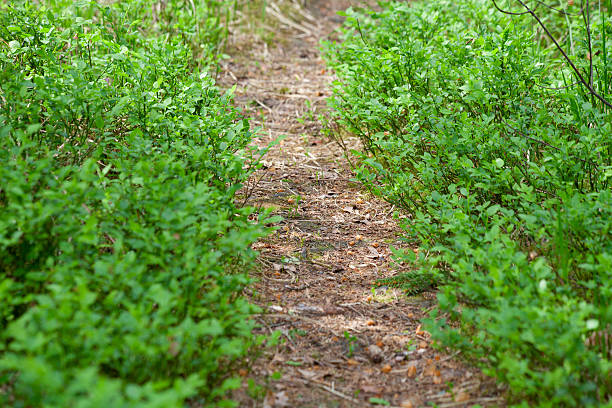 Lane across bilberry bush stock photo