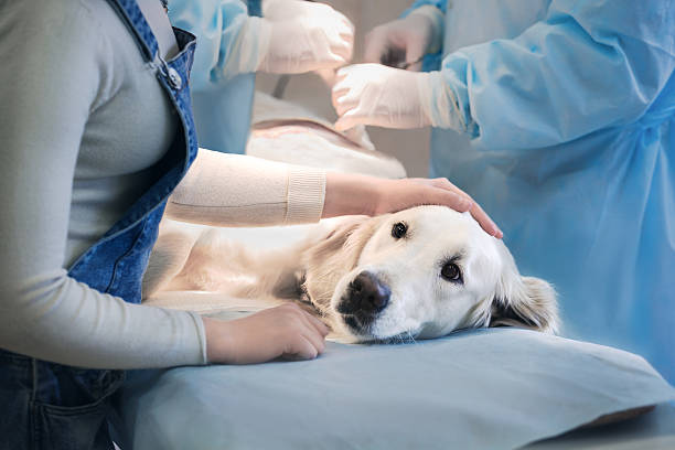 Ill retriever in veterinary clinic. Ill golden retriever on operating table in veterinarian's clinic veterinary surgery stock pictures, royalty-free photos & images