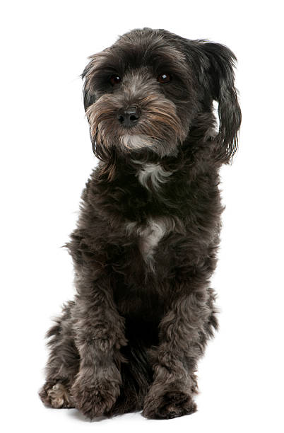 istock Mixed-breed, 3 years old, sitting in front of white background 515603170