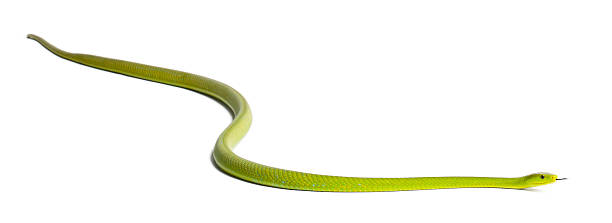 istock Eastern green mamba - Dendroaspis angusticeps, poisonous, white background 515603250