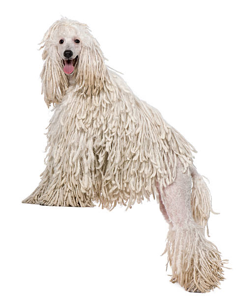 istock White Corded standard Poodle standing in front of white background 515605038