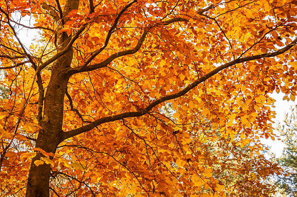 istock Beautiful autumn tree with yellow leaves 515605196