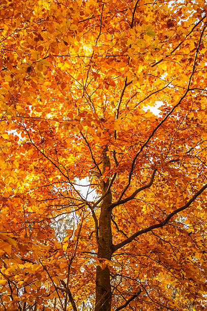 istock Beautiful autumn tree with yellow leaves 515605288