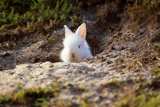 ホワイトの小さなかわいい ウサギ ブラウスのホールです。 ストックフォト