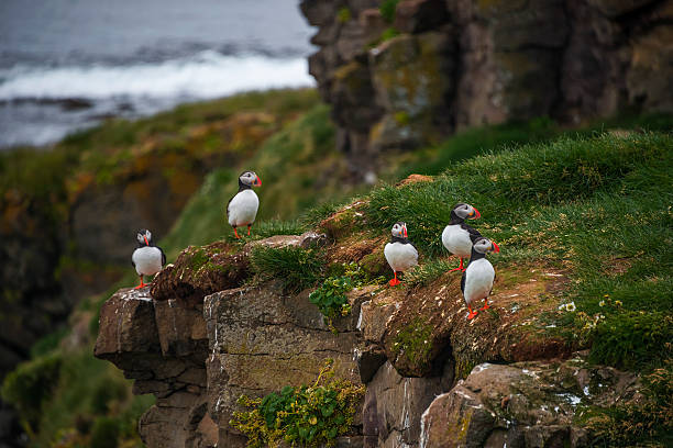 istock Icelandic puffins at remote islands in Iceland, summer, 2015 515605578