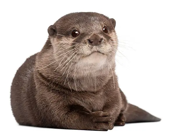 Oriental small-clawed otter, Amblonyx Cinereus, 5 years old, lying in front of white background