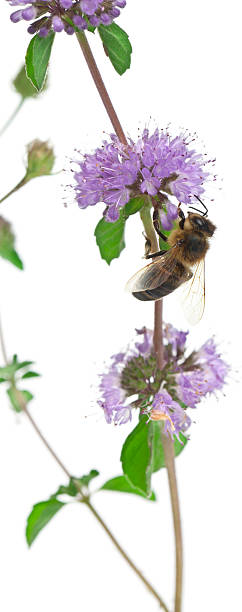 istock Female worker bee, Anthophora plumipes, on plant 515605936