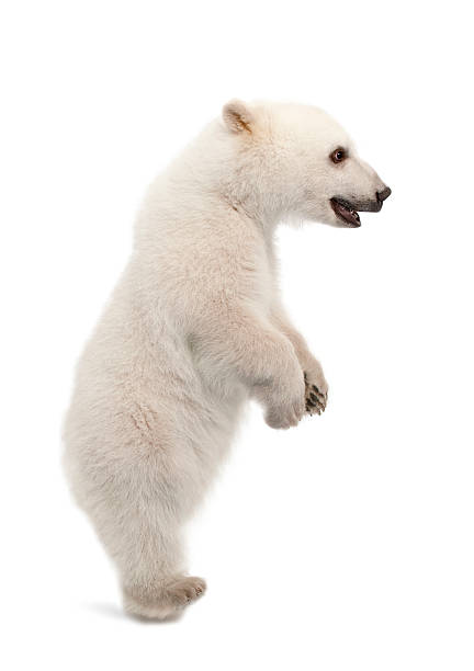 istock Polar bear cub, Ursus maritimus, standing on hind legs 515606554
