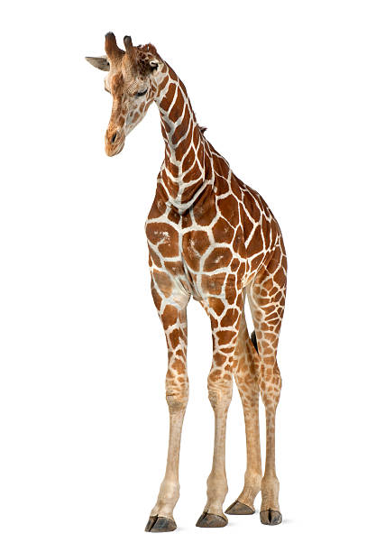 istock Somali Giraffe, commonly known as Reticulated Giraffe, Giraffa camelopardalis reticulata 515606666