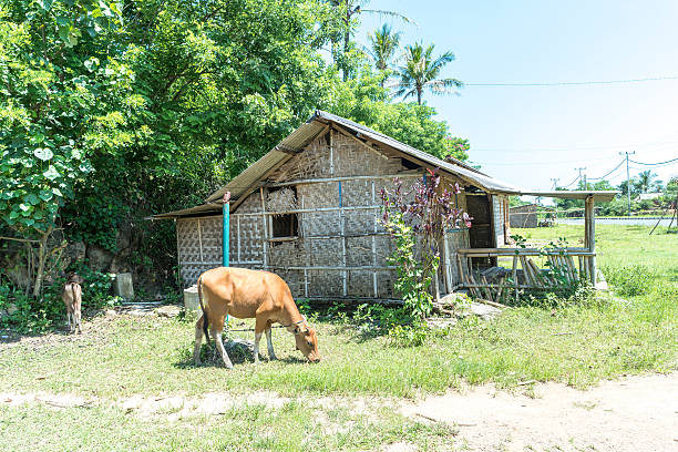 istock Cow and countryside house 515606794
