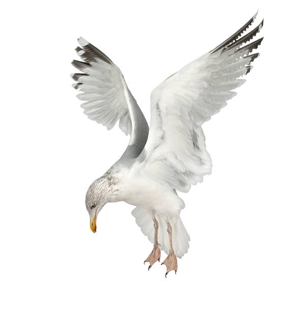 istock European Herring Gull, Larus argentatus, 4 years old, flying 515607476
